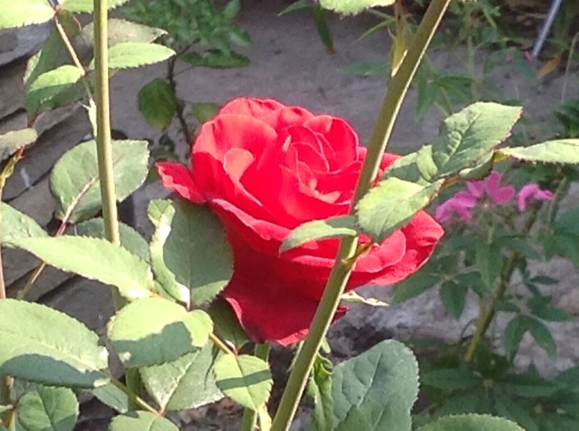  - Un roșu de Ciumbrud Mr Lincoln