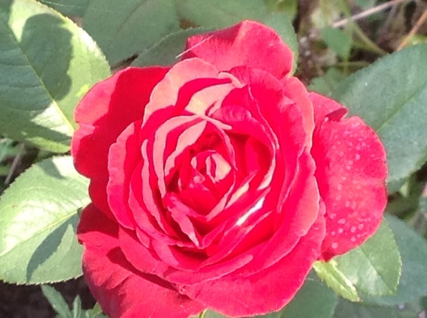  - Un roșu de Ciumbrud Mr Lincoln