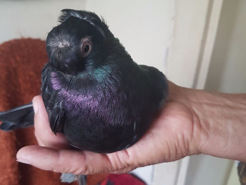  - jucatori de balti poze noi