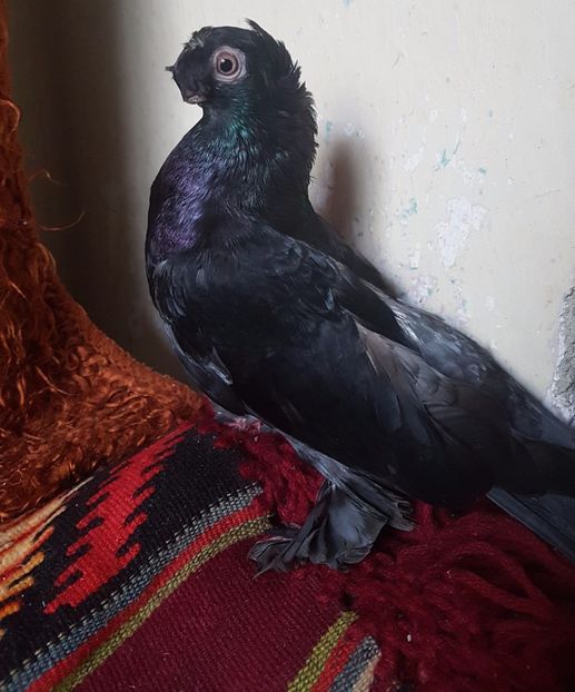  - jucatori de balti poze noi