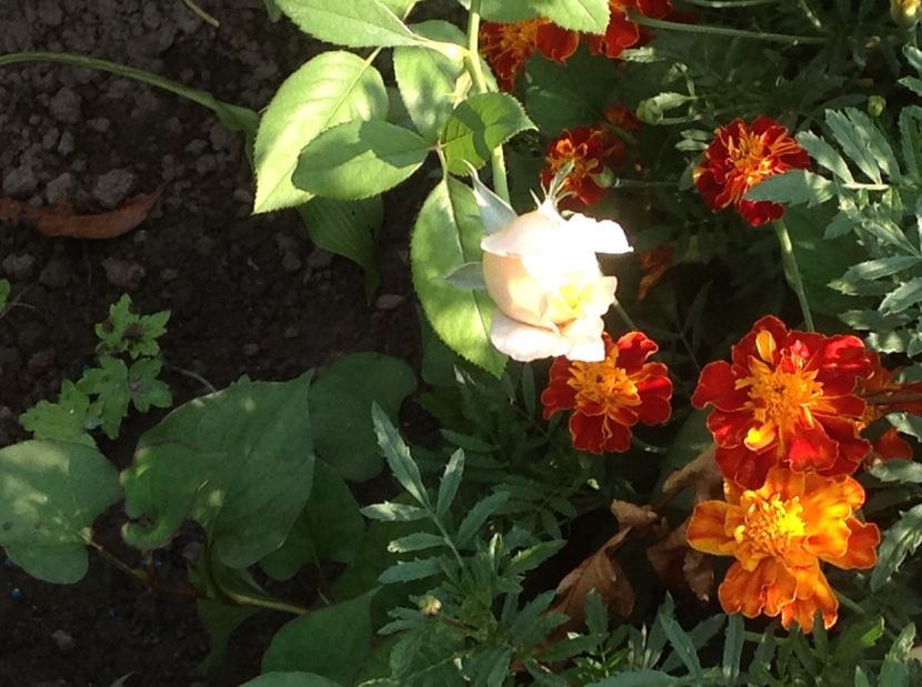  - De toate in gradina 2017