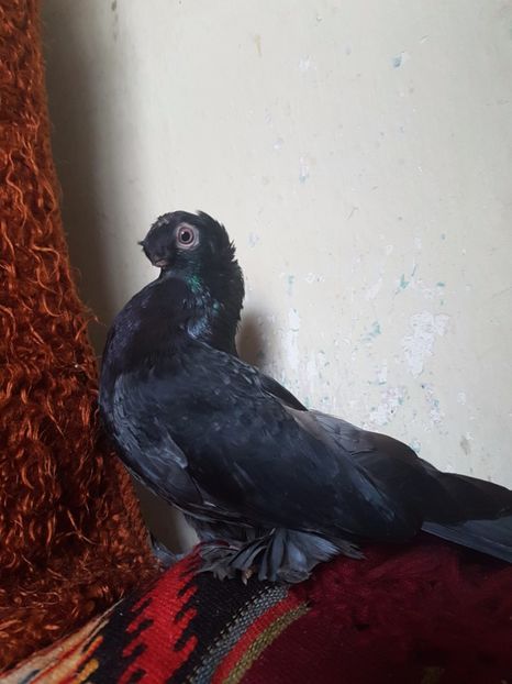  - jucatori de balti poze noi