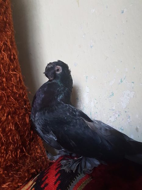  - jucatori de balti poze noi