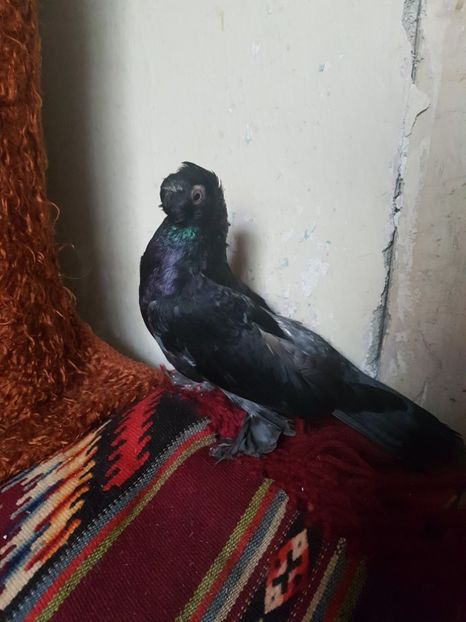  - jucatori de balti poze noi