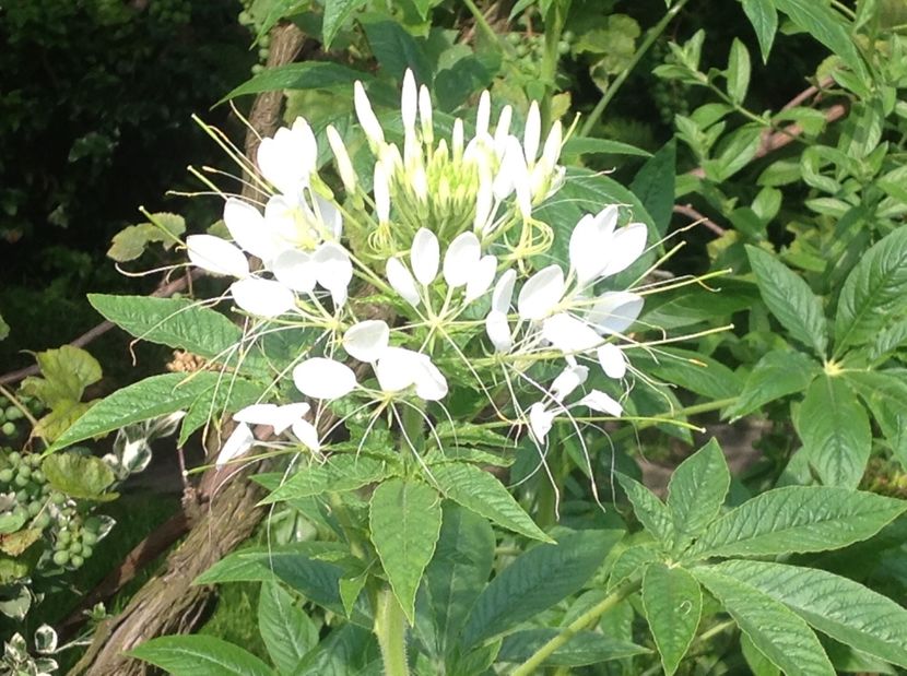  - Cleome