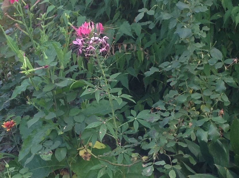  - Cleome