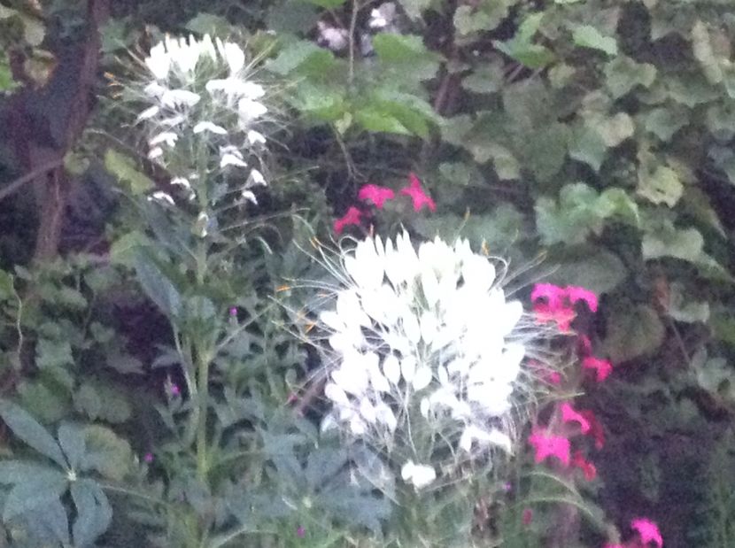  - Cleome
