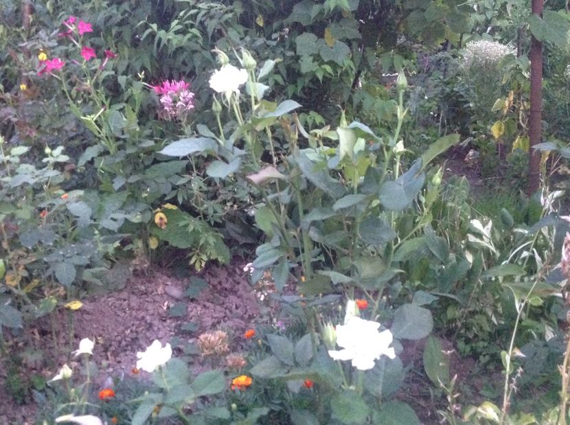  - Cleome