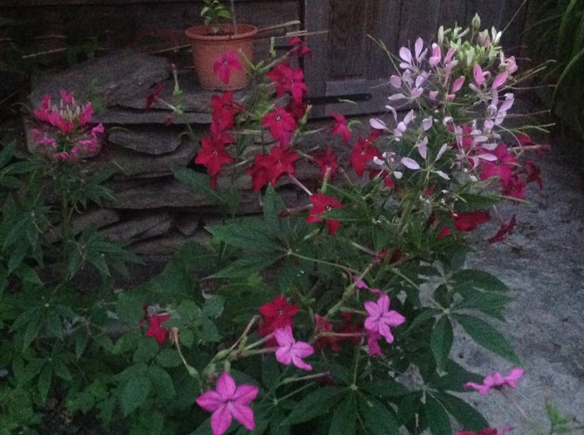  - Cleome