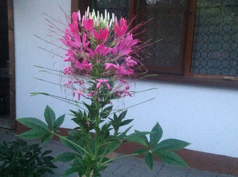  - Cleome