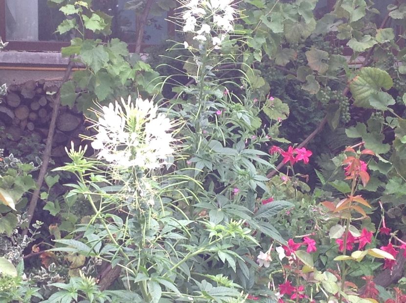  - Cleome