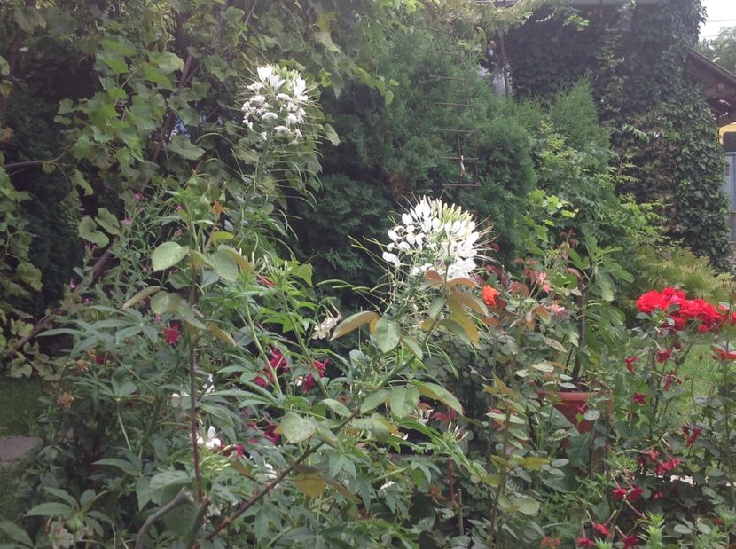  - Cleome