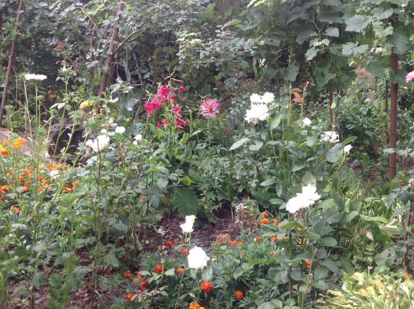  - Cleome