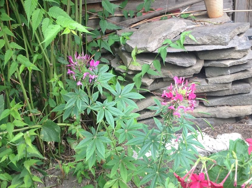  - Cleome