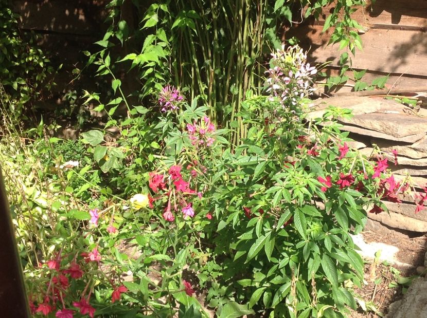  - Cleome