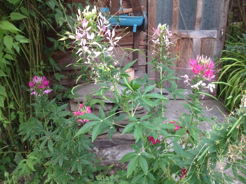  - Cleome