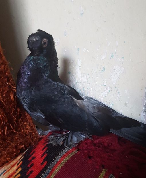  - jucatori de balti poze noi