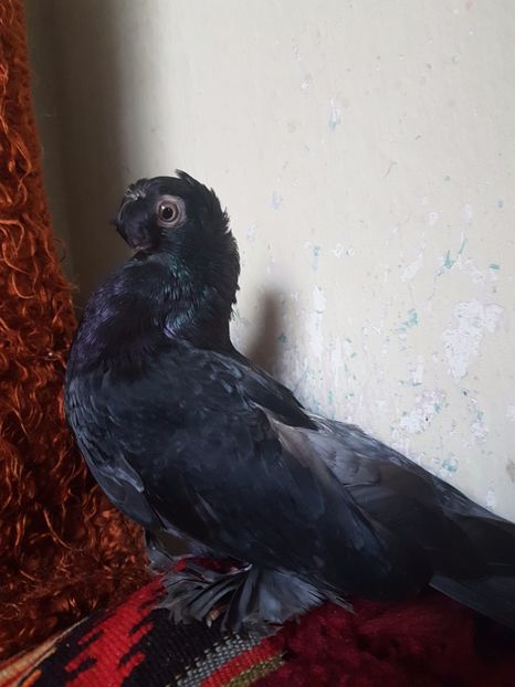  - jucatori de balti poze noi