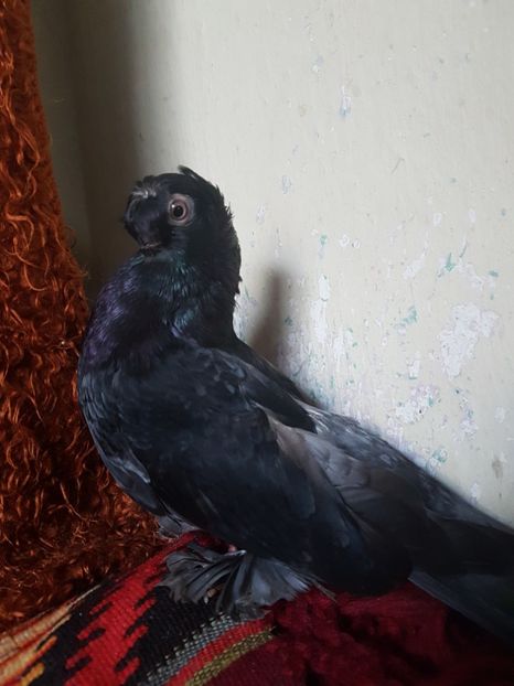  - jucatori de balti poze noi