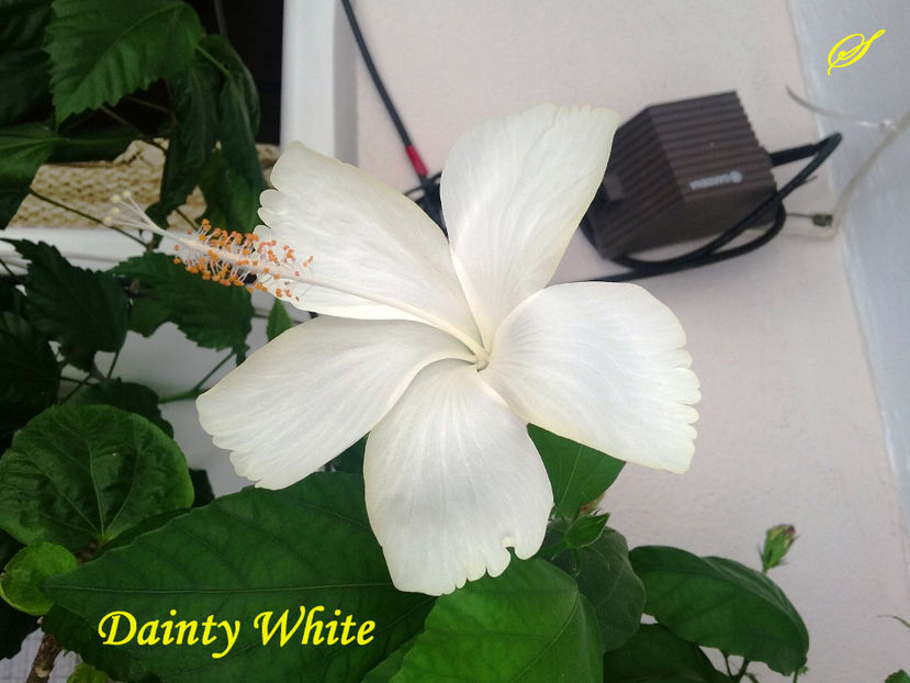 Dainty White(2-09-2017)\ - Hibiscusi 2017