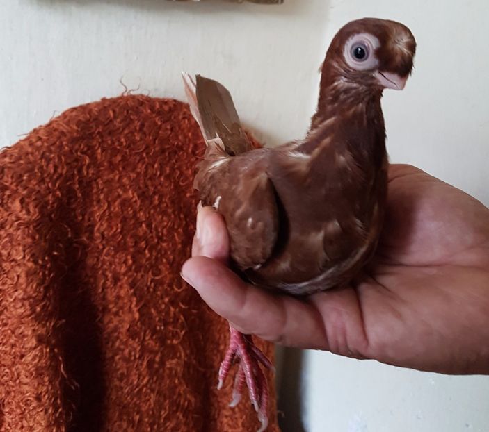  - jucatori de balti poze noi