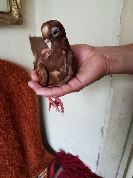  - jucatori de balti poze noi