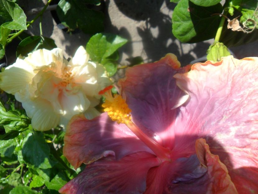  - hibiscusi 2017 6