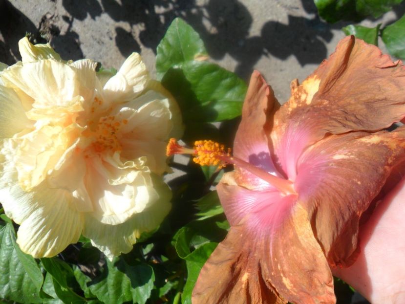 - hibiscusi 2017 6