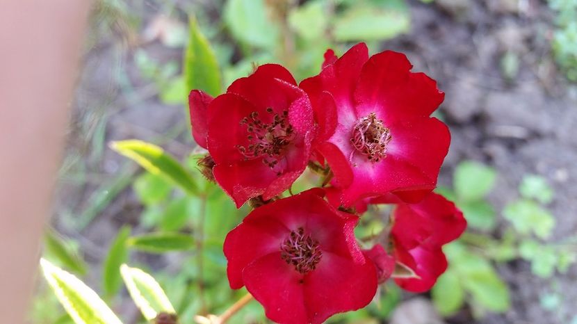 Cherry Meidiland - 2017 -Gradina de la tara