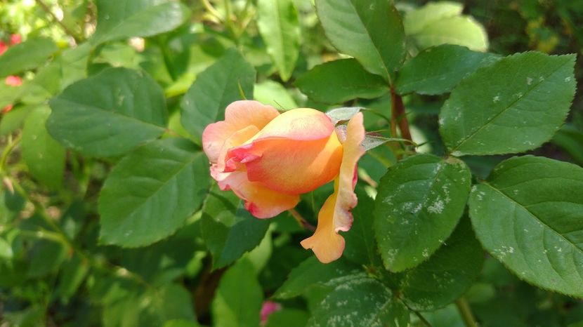 Easy Does It -floare de culoare atipica1 - 2017 -Gradina de la tara