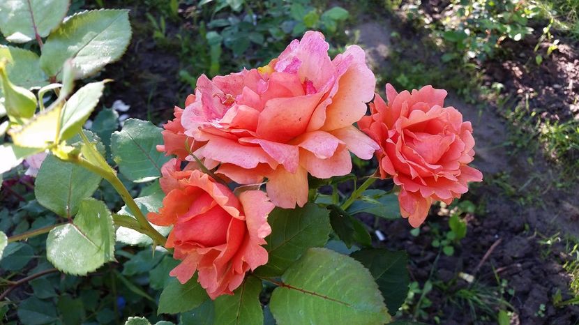 Easy Does It - 2017 -Gradina de la tara