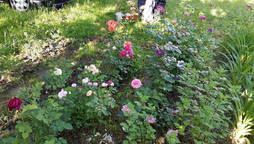 grup trandafiri - 2017 -Gradina de la tara