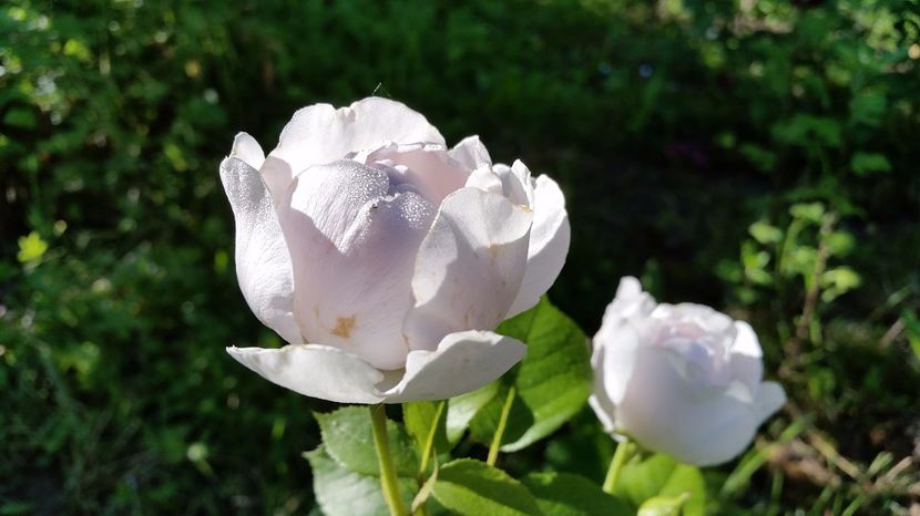 Herzogin Christiana - 2017 -Gradina de la tara