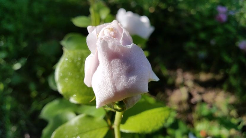 Herzogin Christiana1 - 2017 -Gradina de la tara