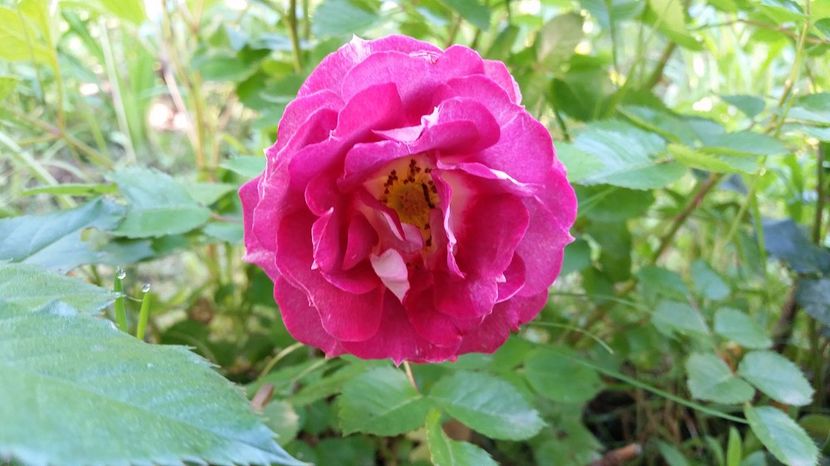 Lets Celebrate - 2017 -Gradina de la tara