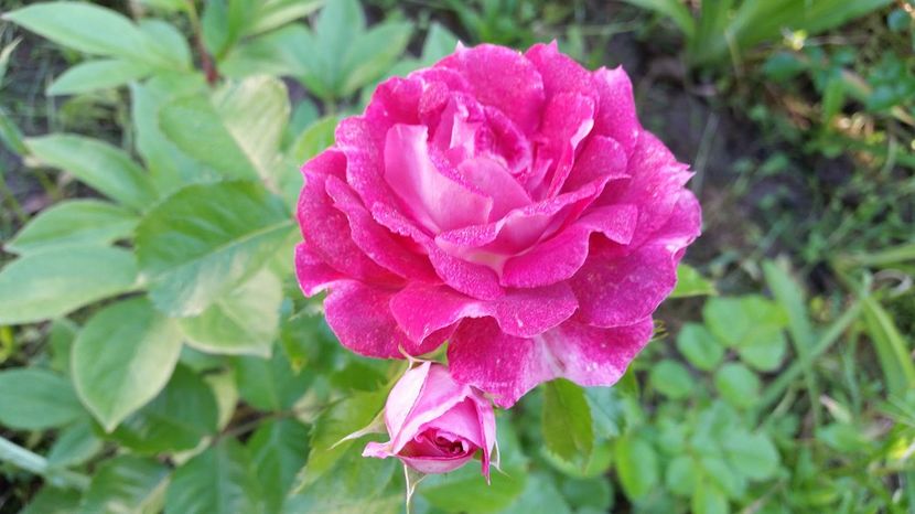 Lets Celebrate2 - 2017 -Gradina de la tara