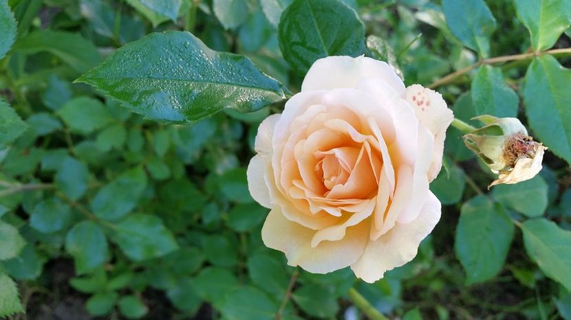 Marjorie Marshall - 2017 -Gradina de la tara