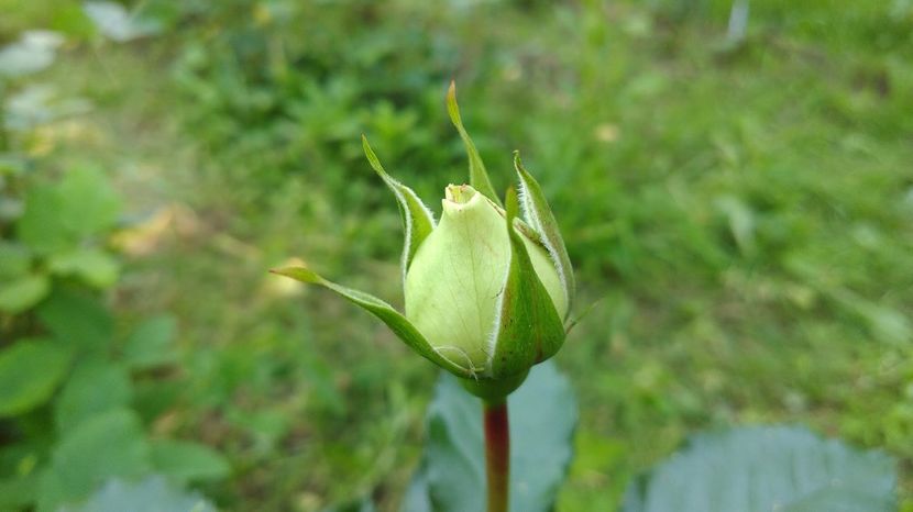 Mauritius boboc - 2017 -Gradina de la tara