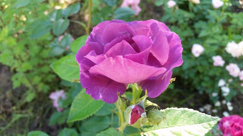 posibil Diablesse de Mers1 - 2017 -Gradina de la tara