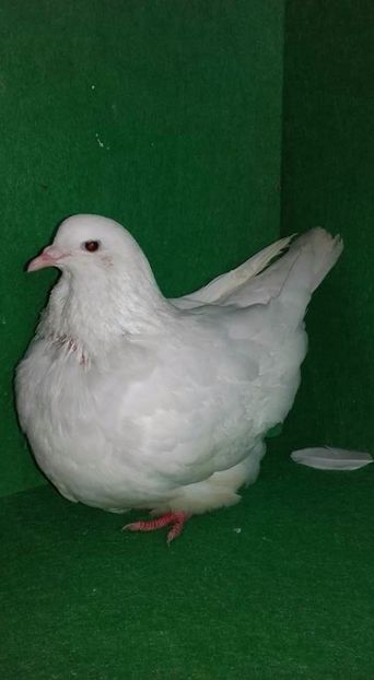 Fem 2016 - Mondain francez de vanzare tineret si di matca