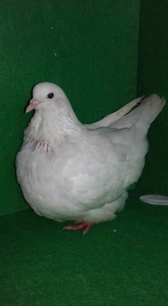 Fem 2016 - Mondain francez de vanzare tineret si di matca