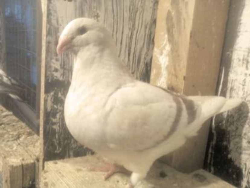 poze "LA BEC" - ARGINTII-VANDUTI