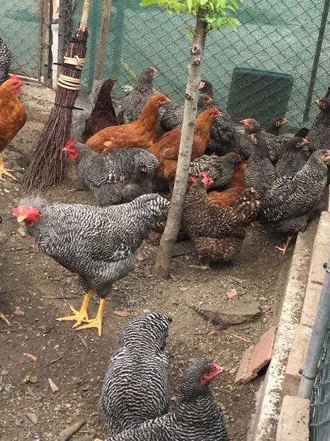  - PLYMOUTH ROCK BARAT