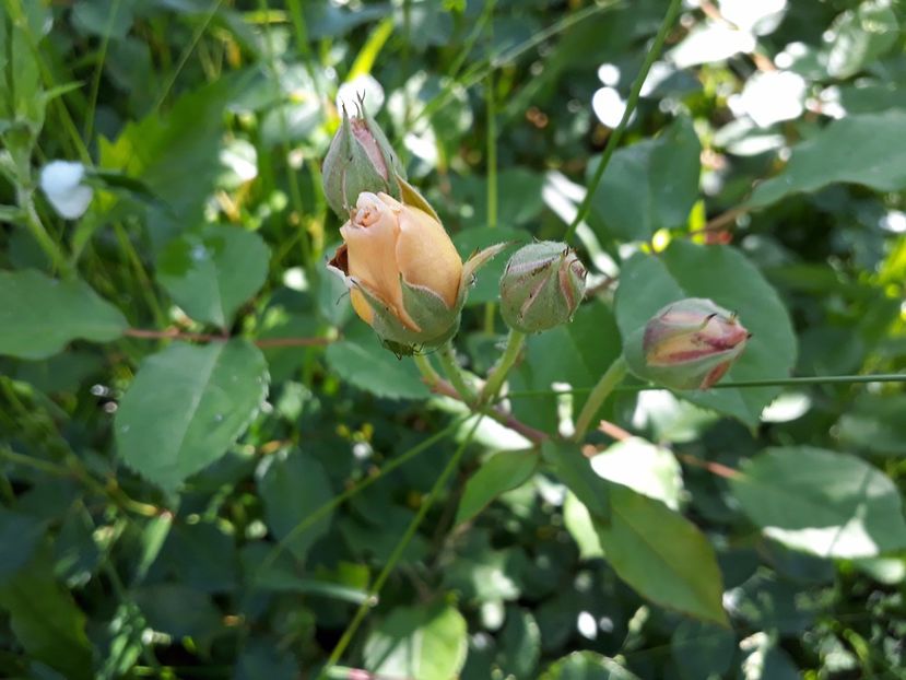 necunoscut 02.06.2017 - 2017 -Gradina de la tara