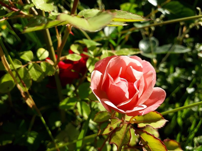 Clair Matin boboc in soare - 2017 -Gradina de la tara