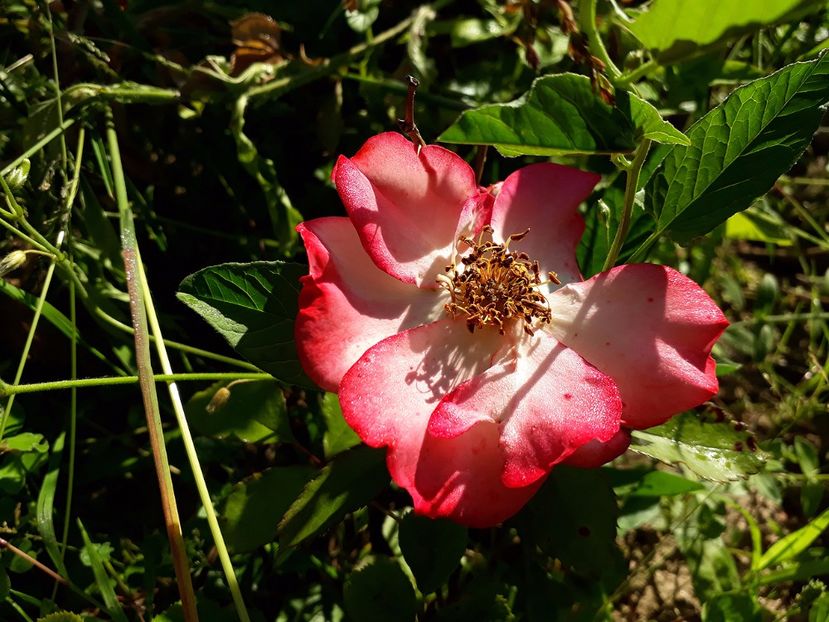 Betty Boop - 2017 -Gradina de la tara