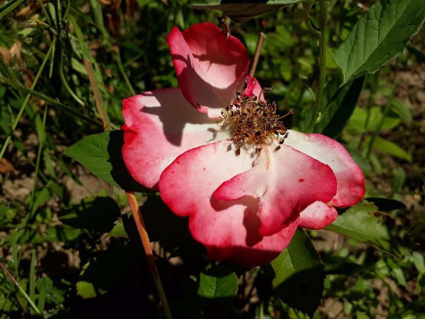 Betty Boop trecut 02.06.2017 - 2017 -Gradina de la tara