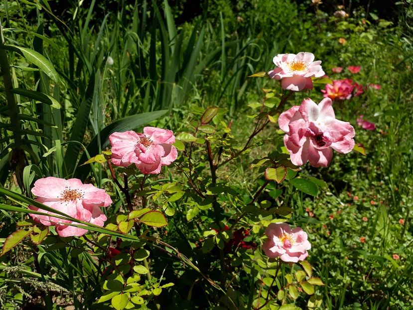 Clair Matin tufa - 2017 -Gradina de la tara