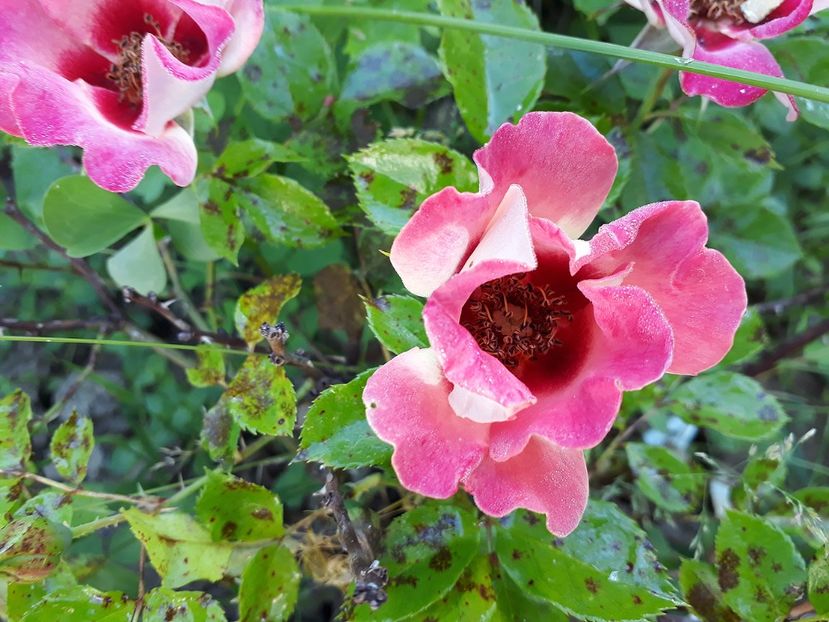 Queen Babylon Eyes - 2017 -Gradina de la tara