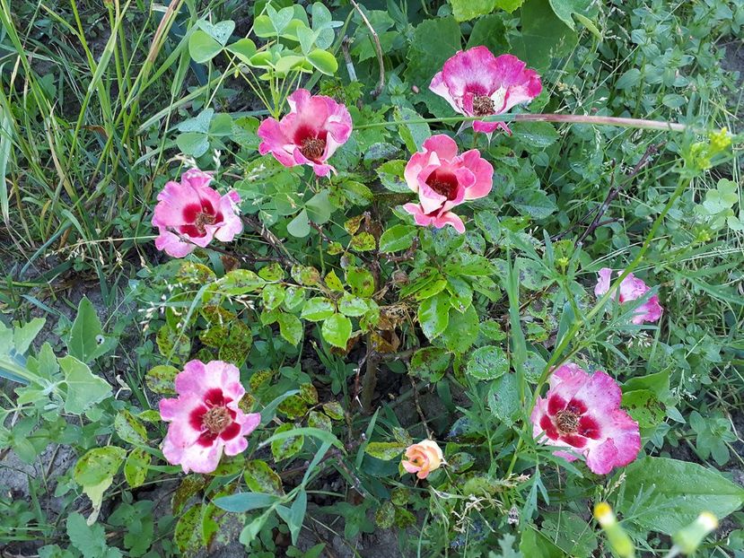 Queen Babylon Eyes 1 - 2017 -Gradina de la tara